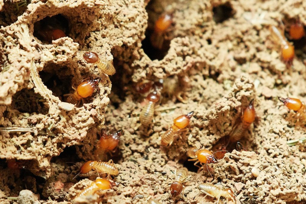termite infestations